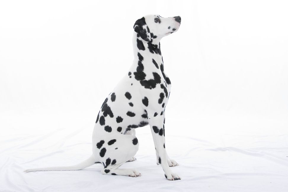 Dalesbred Dominica via Koroyza
