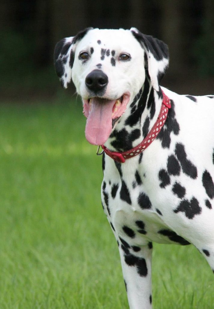 Dalesbred Dominica via Koroyza