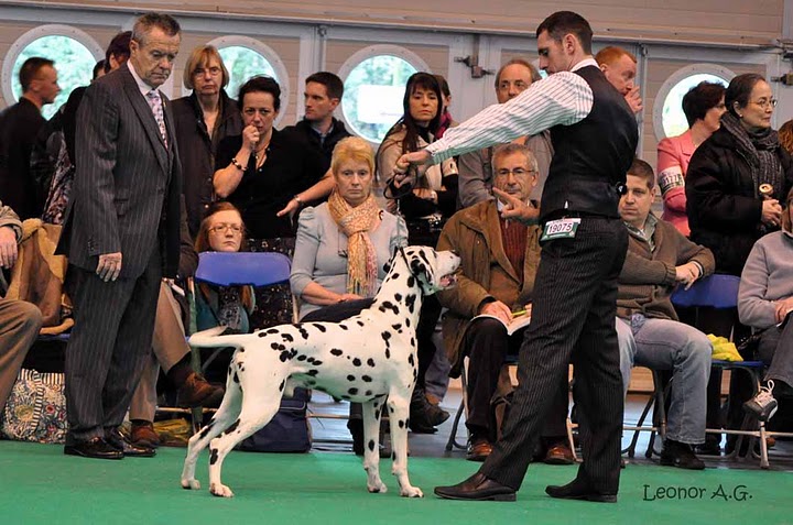 Koroyza Grippi Ill Miracolo