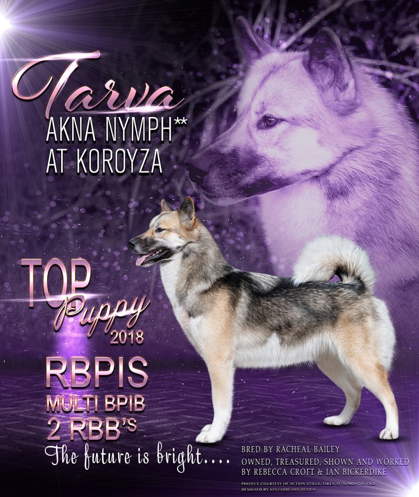 Koroyza Dog Show Awards