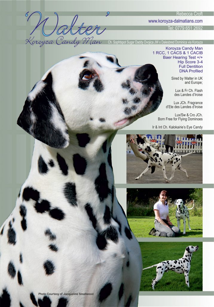 Koroyza Dog Show Awards